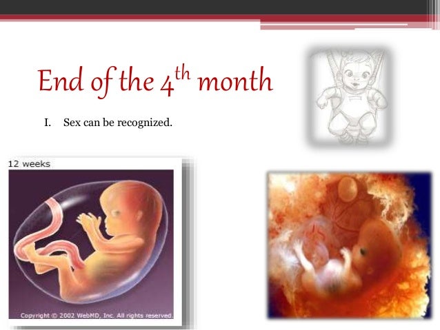 Fetus sex age of determination age of